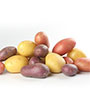 Baby potatoes red, gold & medley isolated on white background
